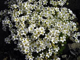Saxifraga sp